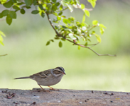 Clay colored Sparrow 7655